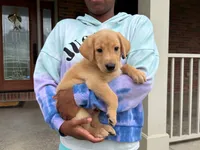 Jake, a male Labrador Retriever for sale in Dundee, OH – 1 of 6