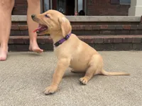 Nala, a female Labrador Retriever for sale in Dundee, OH – 3 of 6