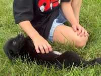 Drake, a male Labrador Retriever for sale in Dundee, OH – 3 of 6