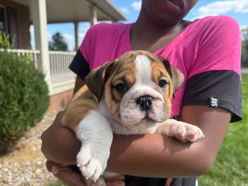 Cookie – English Bulldog puppy for sale in Dundee, OH