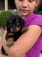 Bear, a male Miniature Dachshund for sale in Dundee, OH – 2 of 8