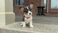 Poppy, a female Pembroke Welsh Corgi for sale in Dundee, OH – 3 of 10