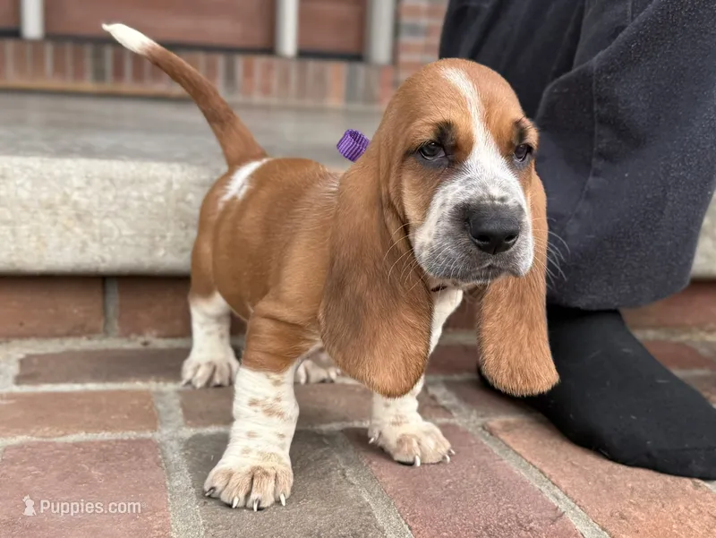 Eva – Basset Hound puppy for sale in Dundee, OH