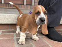 Eva, a female Basset Hound for sale in Dundee, OH – 1 of 6