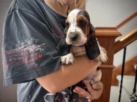 Eeyore, a male Basset Hound for sale in Dundee, OH – 1 of 6