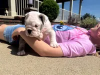 Luna, a female English Bulldog for sale in Dundee, OH – Photo 3 of 7