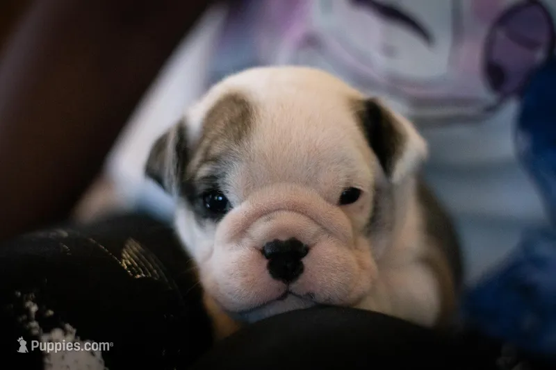 Luna – English Bulldog puppy for sale in Dundee, OH