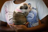 Luna, a female English Bulldog for sale in Dundee, OH – Photo 4 of 7