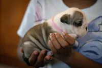 Luna, a female English Bulldog for sale in Dundee, OH – Photo 5 of 7