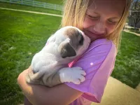 Luna, a female English Bulldog for sale in Dundee, OH – Photo 4 of 7