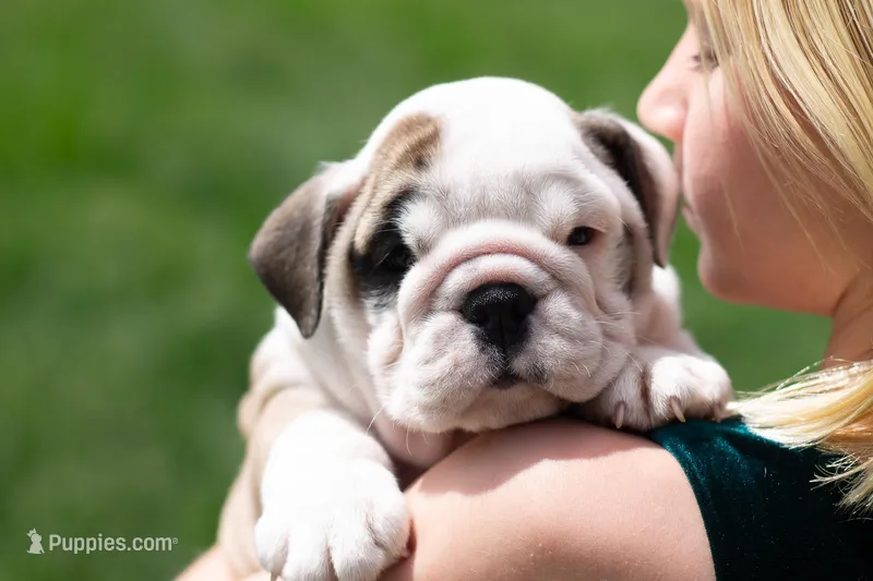 Luna – English Bulldog puppy for sale in Dundee, OH
