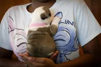 Luna, a female English Bulldog for sale in Dundee, OH – Photo 3 of 7