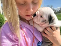 Luna, a female English Bulldog for sale in Dundee, OH – Photo 2 of 7