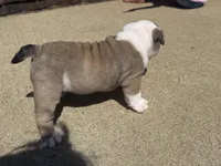 Luna, a female English Bulldog for sale in Dundee, OH – Photo 5 of 7