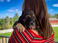 Gracie , a female Basset Hound for sale in Dundee, OH – 5 of 7