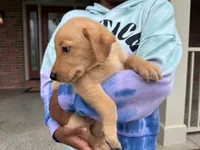 Jake, a male Labrador Retriever for sale in Dundee, OH – 3 of 6