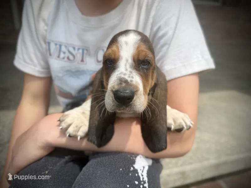 Hank – Basset Hound puppy for sale in Dundee, OH