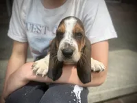 Hank, a male Basset Hound for sale in Dundee, OH – 1 of 7