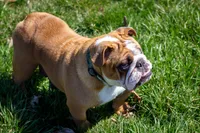 Tyson, a male English Bulldog for sale in Dundee, OH – 7 of 7