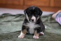 Winnie, a female Australian Shepherd and Pembroke Welsh Corgi for sale in Dundee, OH – 1 of 8