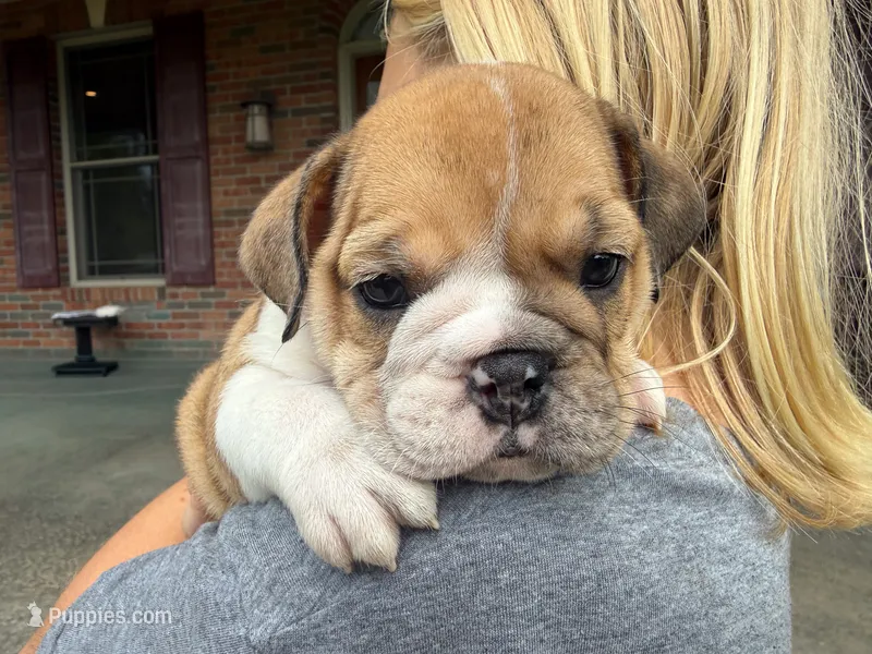 Precious – English Bulldog puppy for sale in Dundee, OH