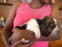 Sophie, a female Basset Hound for sale in Dundee, OH – 4 of 4