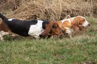 Mabel, a female Basset Hound for sale in Dundee, OH – 8 of 8