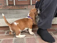 Eva, a female Basset Hound for sale in Dundee, OH – 3 of 6