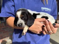 Clara, a female Basset Hound for sale in Dundee, OH – 3 of 9