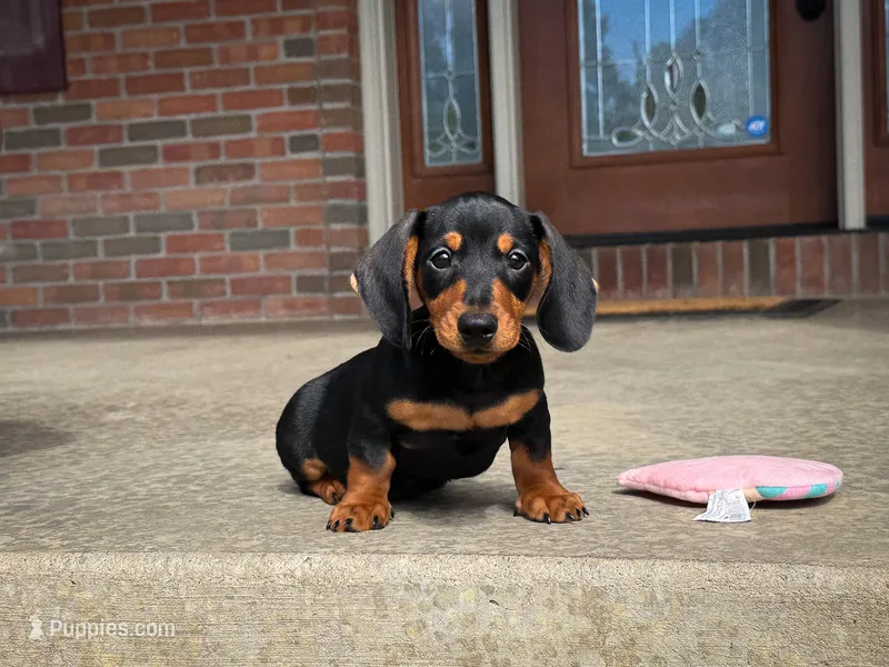 Tucker – Miniature Dachshund puppy for sale in Dundee, OH