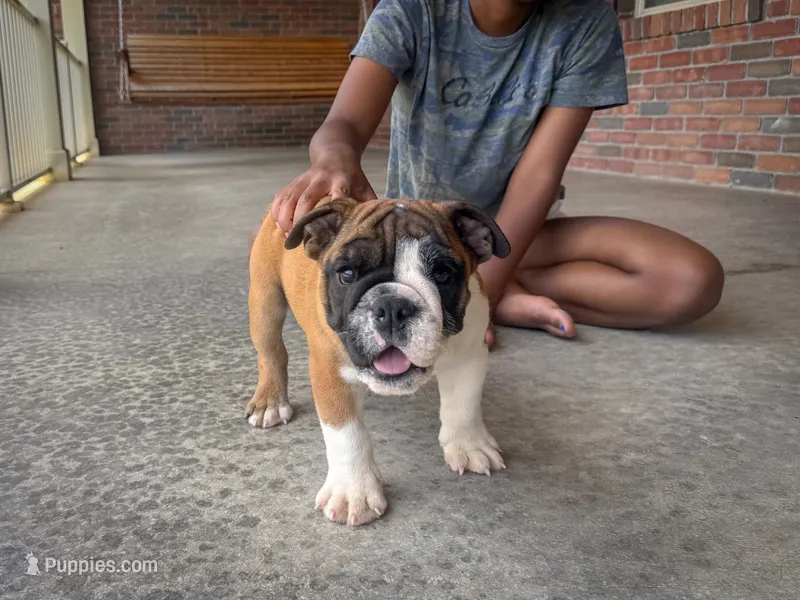 Otis – English Bulldog puppy for sale in Dundee, OH