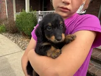 Bear, a male Miniature Dachshund for sale in Dundee, OH – 5 of 8