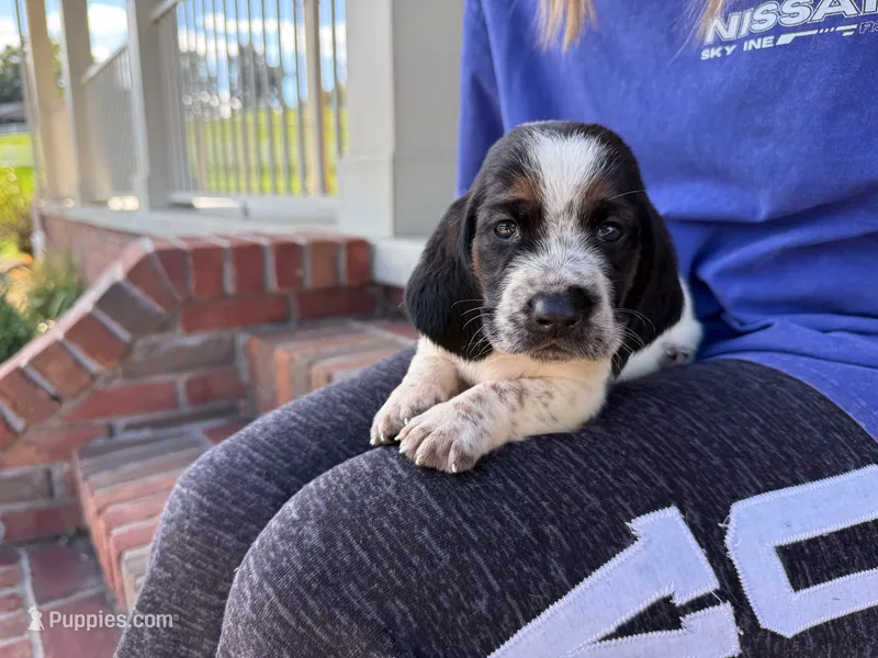 Clara – Basset Hound puppy for sale in Dundee, OH