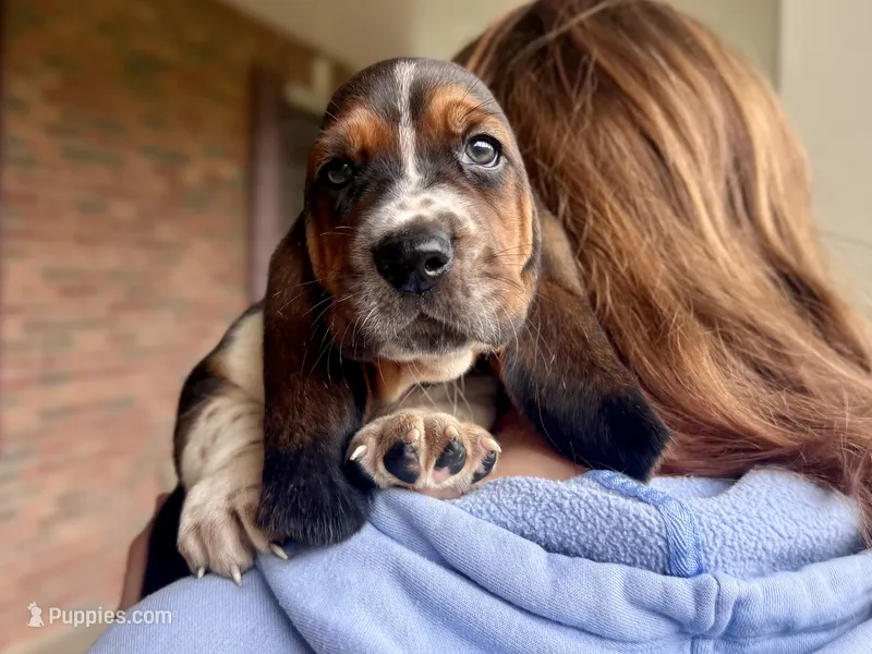 Walter – Basset Hound puppy for sale in Dundee, OH