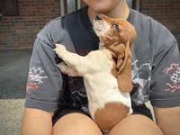 Bambi, a female Basset Hound for sale in Dundee, OH – 4 of 5