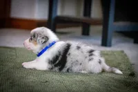 Blue, a male Australian Shepherd and Pembroke Welsh Corgi for sale in Dundee, OH – 7 of 10
