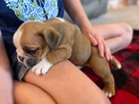 Rudy, a male English Bulldog for sale in Dundee, OH – 3 of 7