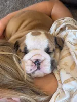 Garth, a male English Bulldog for sale in Dundee, OH – Photo 7 of 10