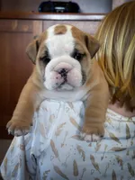 Garth, a male English Bulldog for sale in Dundee, OH – Photo 2 of 10