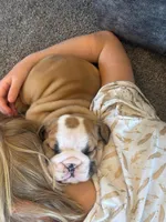 Garth, a male English Bulldog for sale in Dundee, OH – Photo 5 of 10