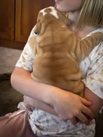 Garth, a male English Bulldog for sale in Dundee, OH – Photo 4 of 10