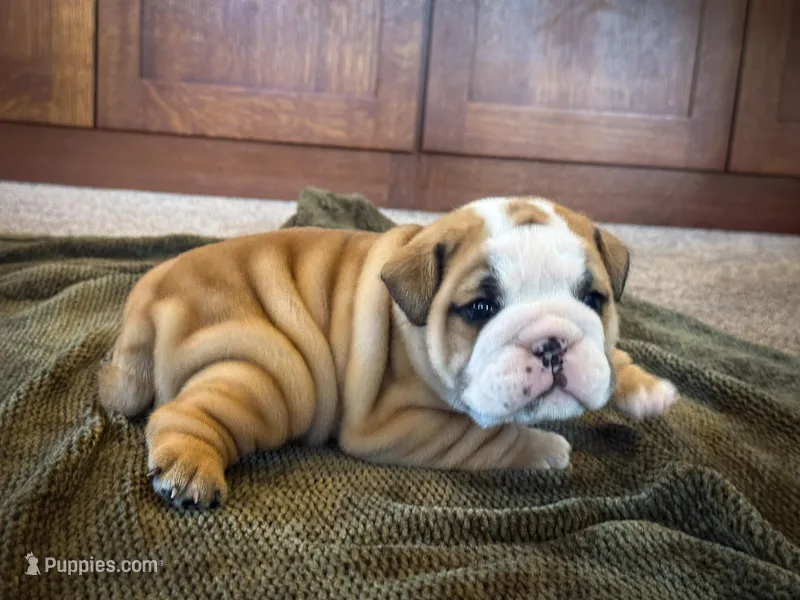 Garth – English Bulldog puppy for sale in Dundee, OH