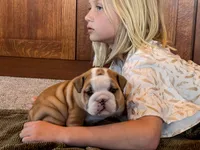 Garth, a male English Bulldog for sale in Dundee, OH – Photo 8 of 10