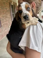 Hank, a male Basset Hound for sale in Dundee, OH – 3 of 7