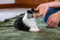 Jasper , a male Australian Shepherd and Pembroke Welsh Corgi for sale in Dundee, OH – 5 of 10