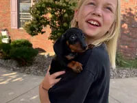 Gus, a male Miniature Dachshund for sale in Dundee, OH – 6 of 7