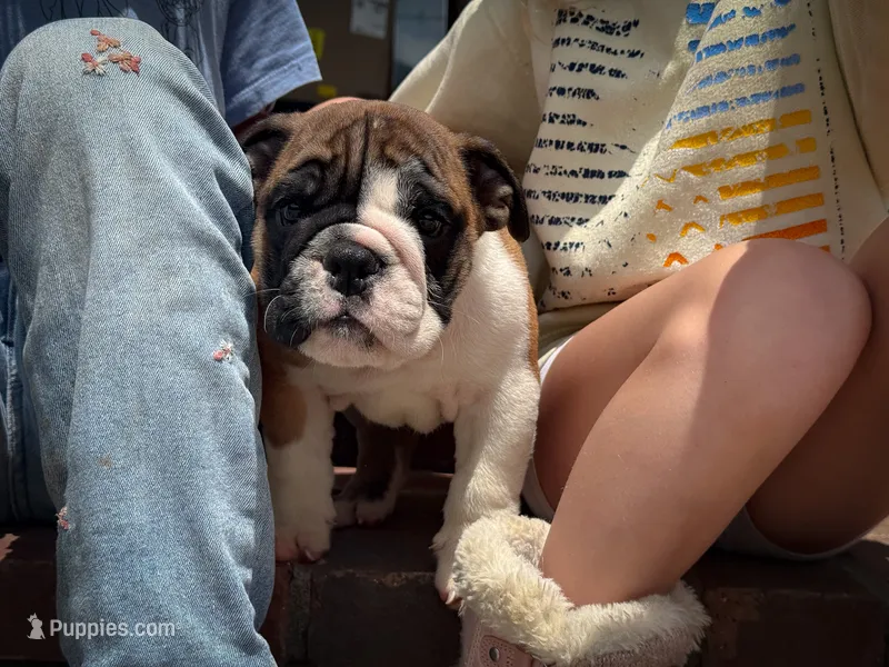 Otis – English Bulldog puppy for sale in Dundee, OH