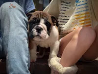 Otis, a male English Bulldog for sale in Dundee, OH – 1 of 7