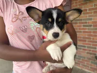 Poppy, a female Pembroke Welsh Corgi for sale in Dundee, OH – 2 of 10