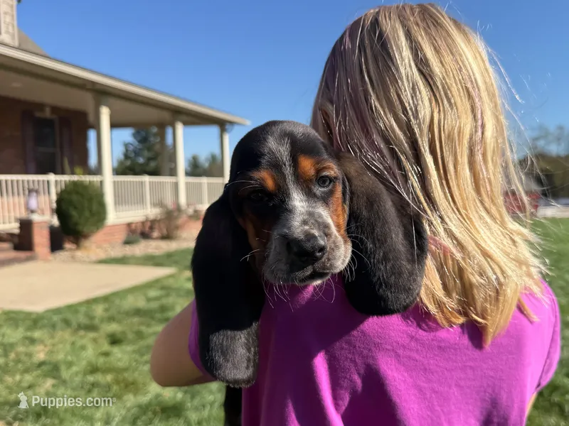 Toby – Basset Hound puppy for sale in Dundee, OH